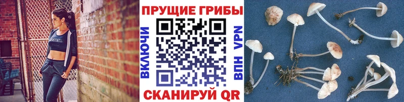 kraken онион  Сосновый Бор  Галлюциногенные грибы MAGIC MUSHROOMS  магазин продажи  